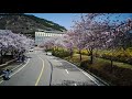 Cherry Blossom, Gyeongin National University of Education (벚꽃, 경인교육대학)