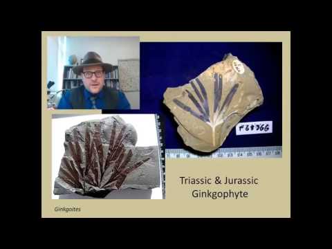 Video: Ginkgo - Levande Fossil - Alternativ Vy