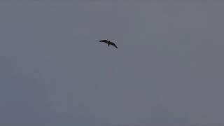 Falconry Canada 3