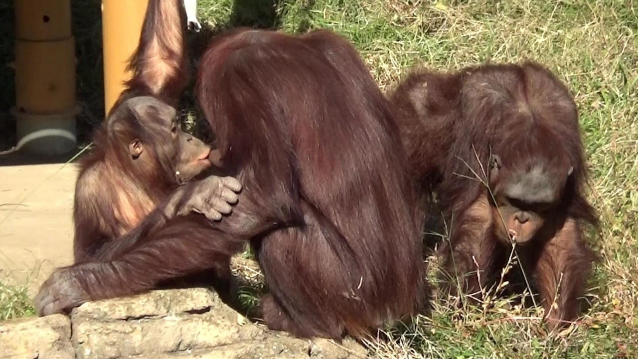 Amazing orangutan family #579 オランウータン家族の日常【Cute