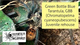 Green Bottle Blue Tarantula, GBB (Chromatopelma cyaneopubescens) juvenile rehouse
