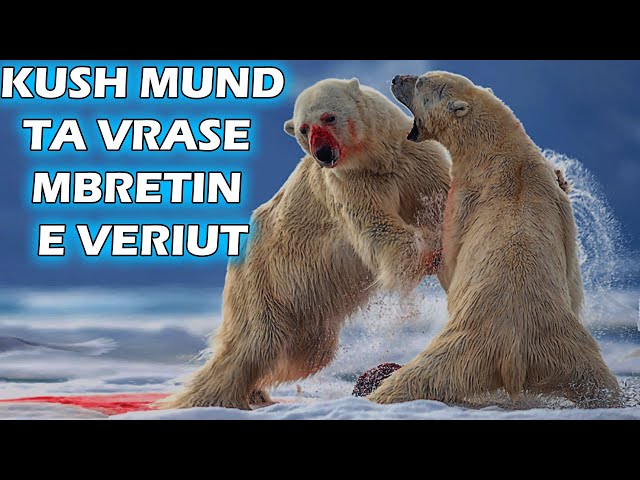 5 Kafshë Që Mund Të VRASIN ARIUN POLAR | ALB EXPLORER class=