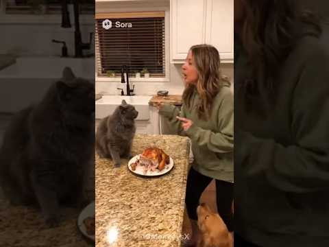 Snitching Cat 3monkeysx Fyp Sora 