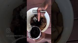 DIY: Worm farm 🪱 #allnatural #compost  #diy #gardening #wormfarm #fertilesoil #worms