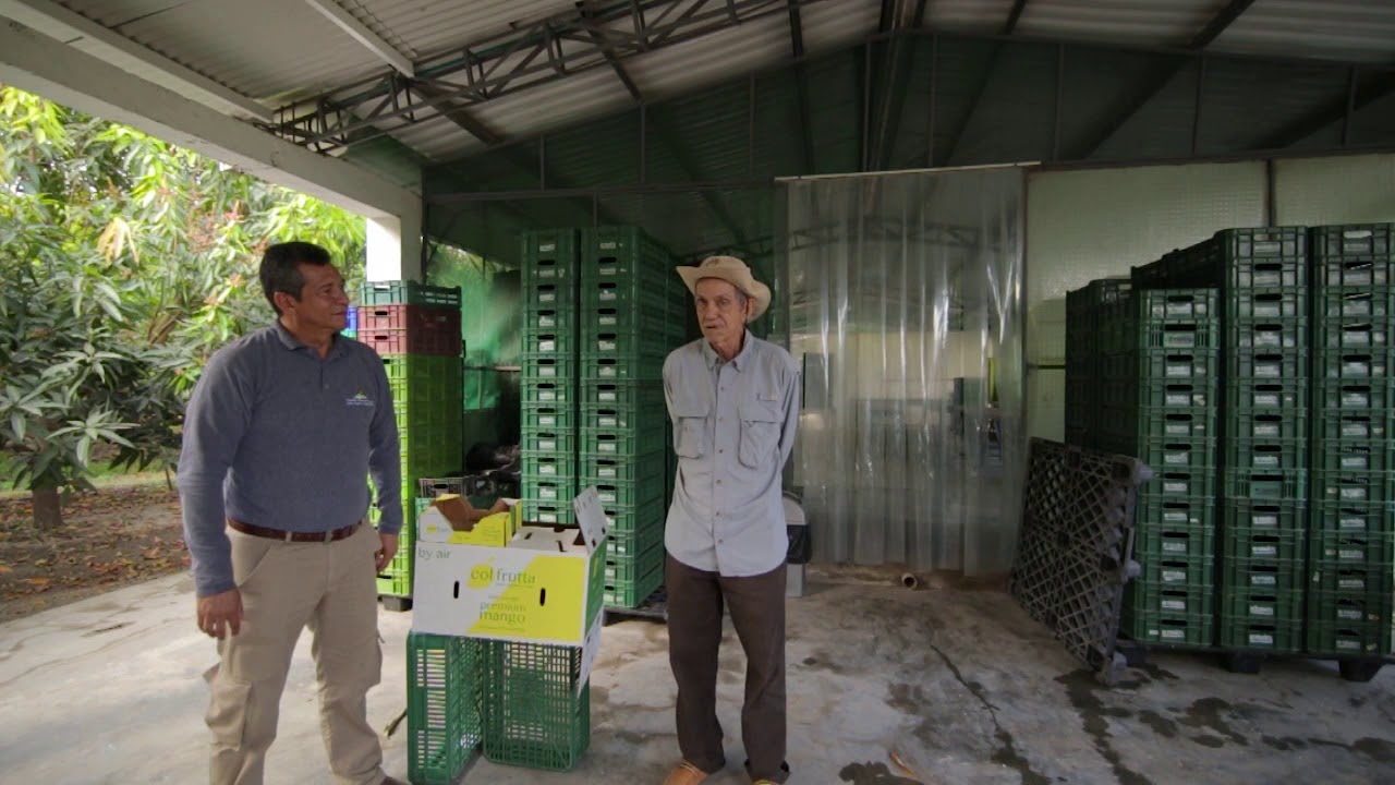 Expericia  De  doctor Antonio Acosta como exportador y productor del Cultivo Mango de Azúcar