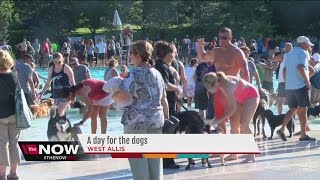 Dogs enjoy the pool on Labor Day