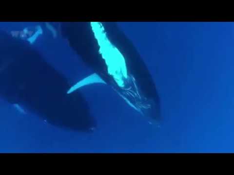 autotuned-whales