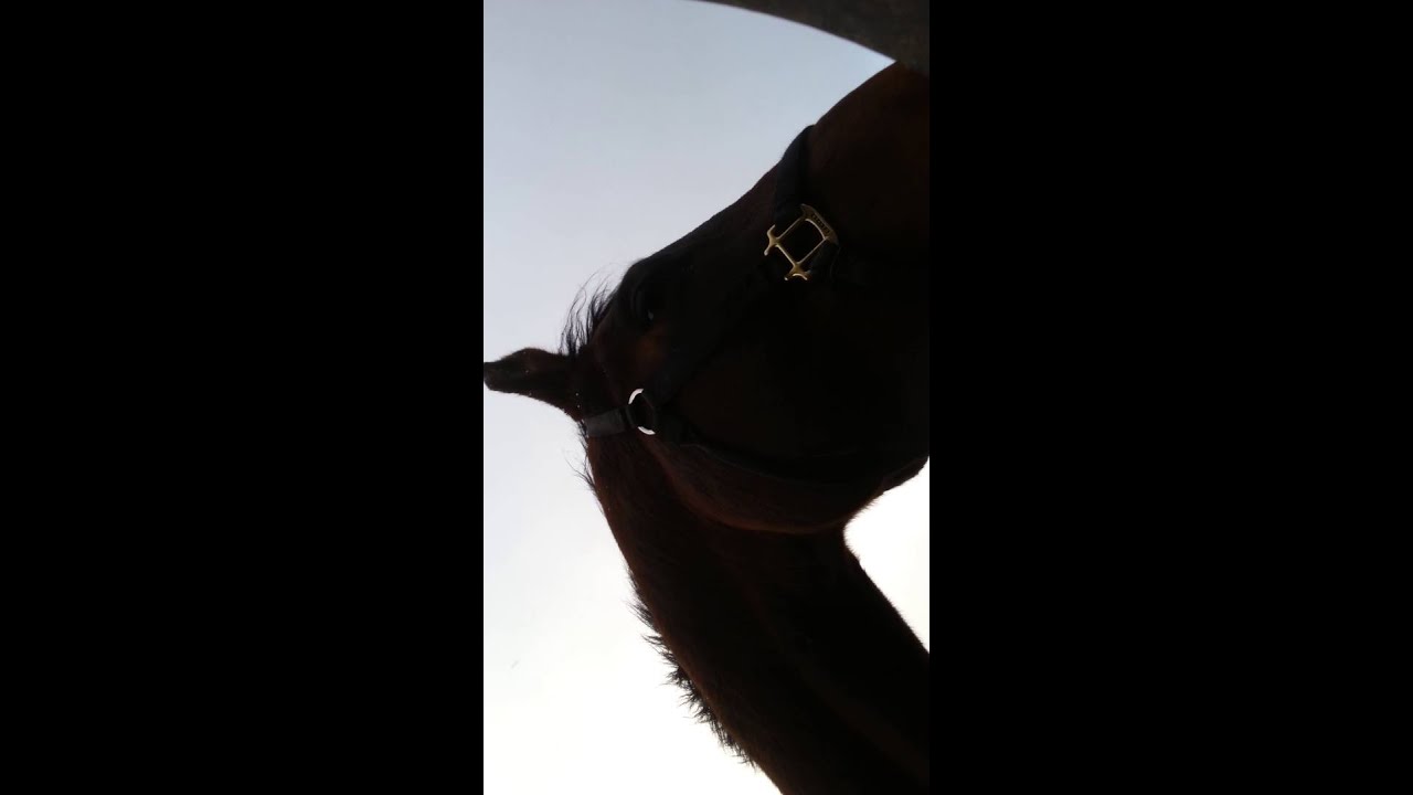 Hungry hungry hickory