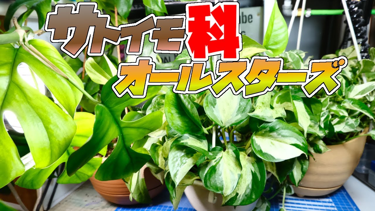 外掛けフィルターを利用してポトスのハイドロカルチャーをやってみる Youtube 外掛けフィルターを利用してポトスのハイドロカルチャーをやってみる Youtube