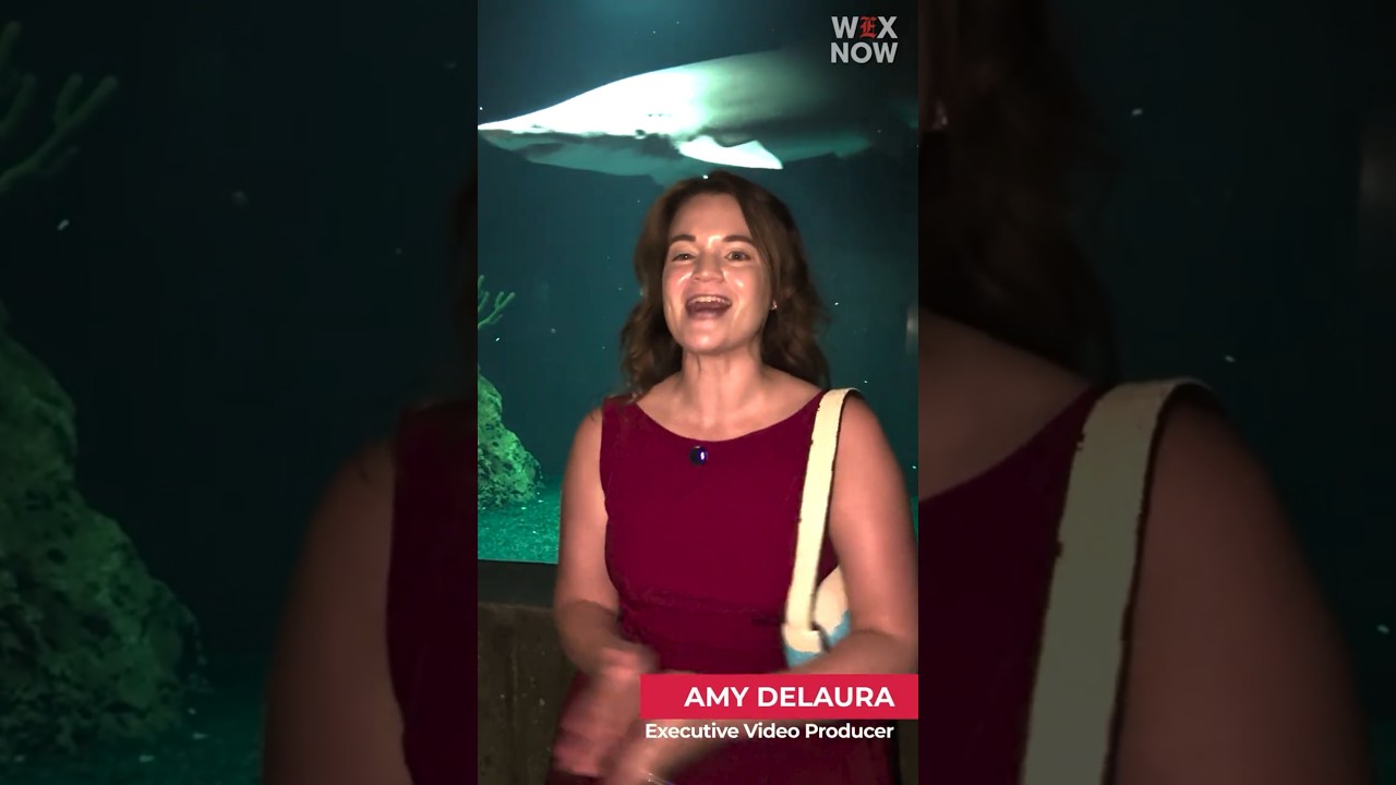 Get your Shark Week fix in DC