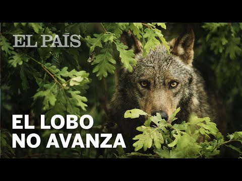 El último refugio del lobo ibérico | Materia