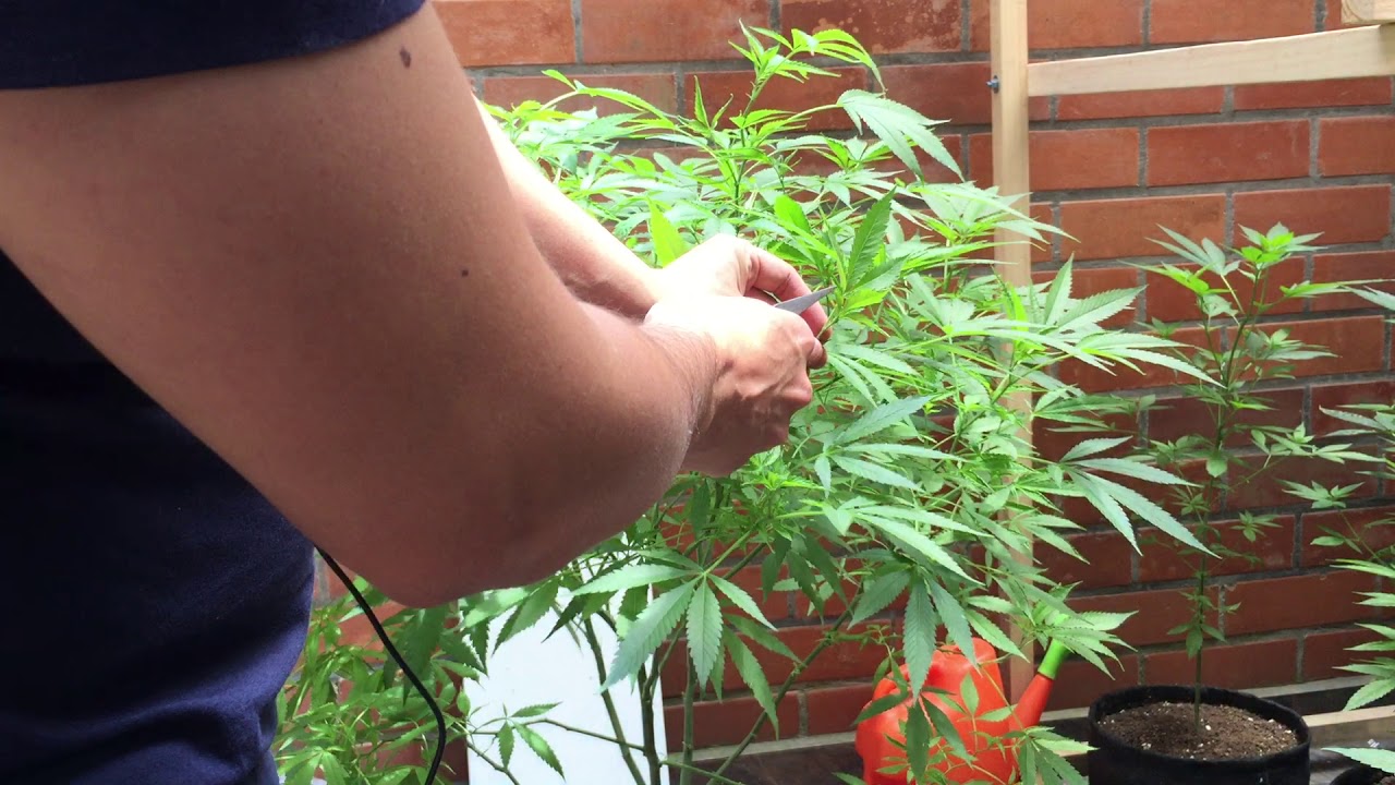 Poda de plantas de cannabis por doctor_cannavida