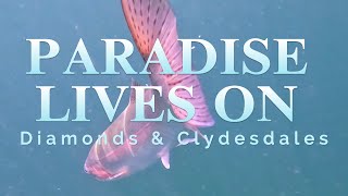 PARADISE LIVES ON: Diamonds and Clydesdales #flyfishing #beautifulbritishcolumbia #fishing