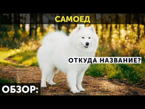 Обзор породы Самоед | Откуда появилось название Самоед | Особенности характера