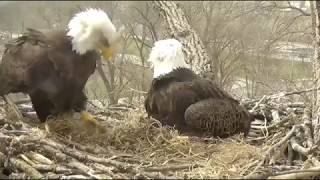 Decorah Eagles, Mom With Grass and She Feeds Eaglets Lunch 4\/17\/18