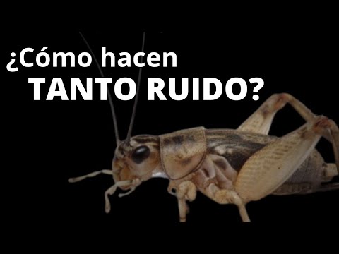 Video: ¿Por qué los grillos cantan al mismo tiempo?