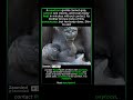 Her First Job Is To Keep This Heart Beating #wildlife #animals #motherhood #nature #animalshorts