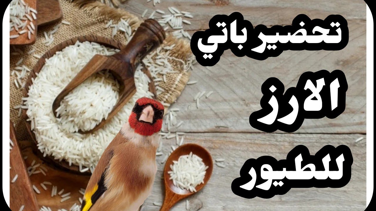 تقديم الارز المسلوق للطيور وفوائدها  #باتي_الارز