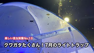 クワガタたくさん！7月のライトトラップ〜楽しい昆虫採集No.13〜