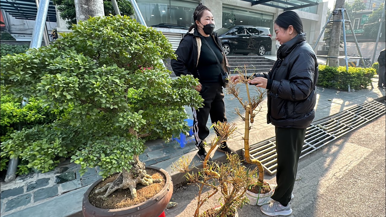 ĐÃ BẢO KHÔNG BÁN RỒI MÀ CỨ BÊ - HƯƠNG MẤT CÂY ĐẸP, BÁO GIÁ CÂY SI CỦA HƯƠNG NHIỀU NGƯỜI MÊ