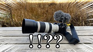 【神写真連発】コンデジ野鳥撮影者がミラーレスを使うと...《EOS R7》