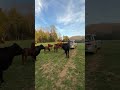 Warmer weather in Tennessee means flys are done out what do you do for fly control in your cow herd?