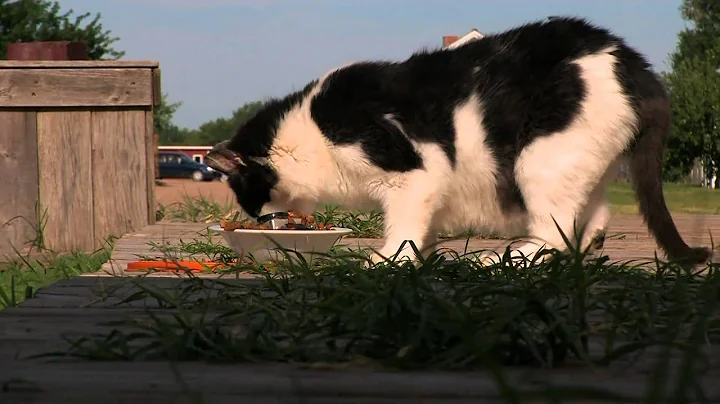 Catwoman - Hatteberg's People TV