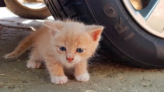 Crushing Crunchy & Soft Things by Car! EXPERIMENT: BABY CAT VS CAR - SATISFYING VIDEO 2020