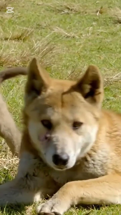 Dingo: Not a Dog #wildlife #dog