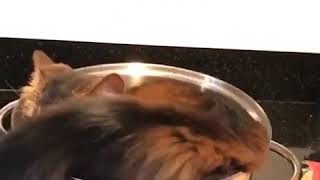 9GAG Cute - If I fits I sits