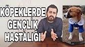 Kopeklerde Genclik Hastaligi Nedir Neden Olur Nasil Tedavi Edilir Belirtileri Youtube