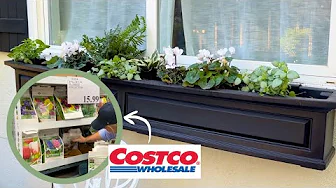 Planting Up the Secret Garden Window Boxes & Costco Trip for Bulbs!