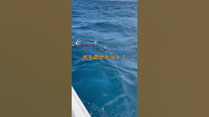 旨そうなアオリイカをエサにしてみたら、まさかの巨大マンボウが！　#釣り #アオリイカ　#ハプニング