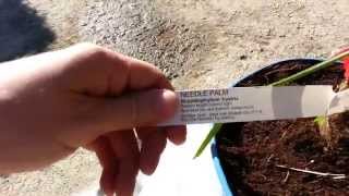 Needle Palm The New Addition For Zone Pushing (zone 6)