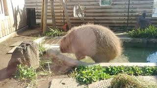 上野動物園 カピバラ Youtube 上野動物園 カピバラ Youtube
