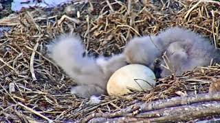 Bald eagle chicks fighting