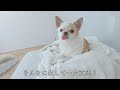 あまりにもダイナミックに舌を出すチワワ