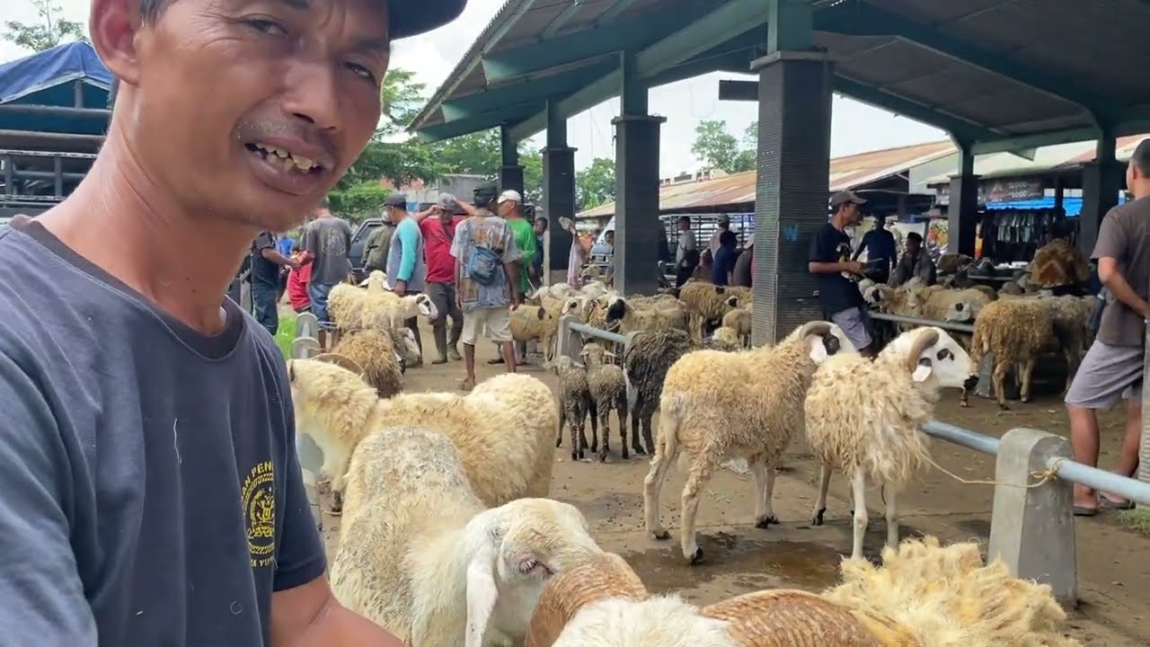 Pasaran Harga Bakalan Domba Wedus Gembel Lereng Gunung Merapi Pasar Kliwon Muntilan Magelang Terbaru