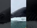 Never go boating in deep waters! 🌊🐋 #thalassophobia #giantcreature #oceanmysteries #seamonster