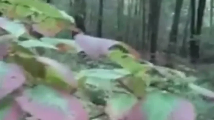 Bigfoot🐵 Footage🐾