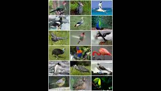 Bird    Evolution and classification    Classification of bird orders