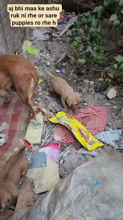 mother in pain #music #song #coversong #dogs #pawsn #arrahman #dogbreed #dog #funny #love