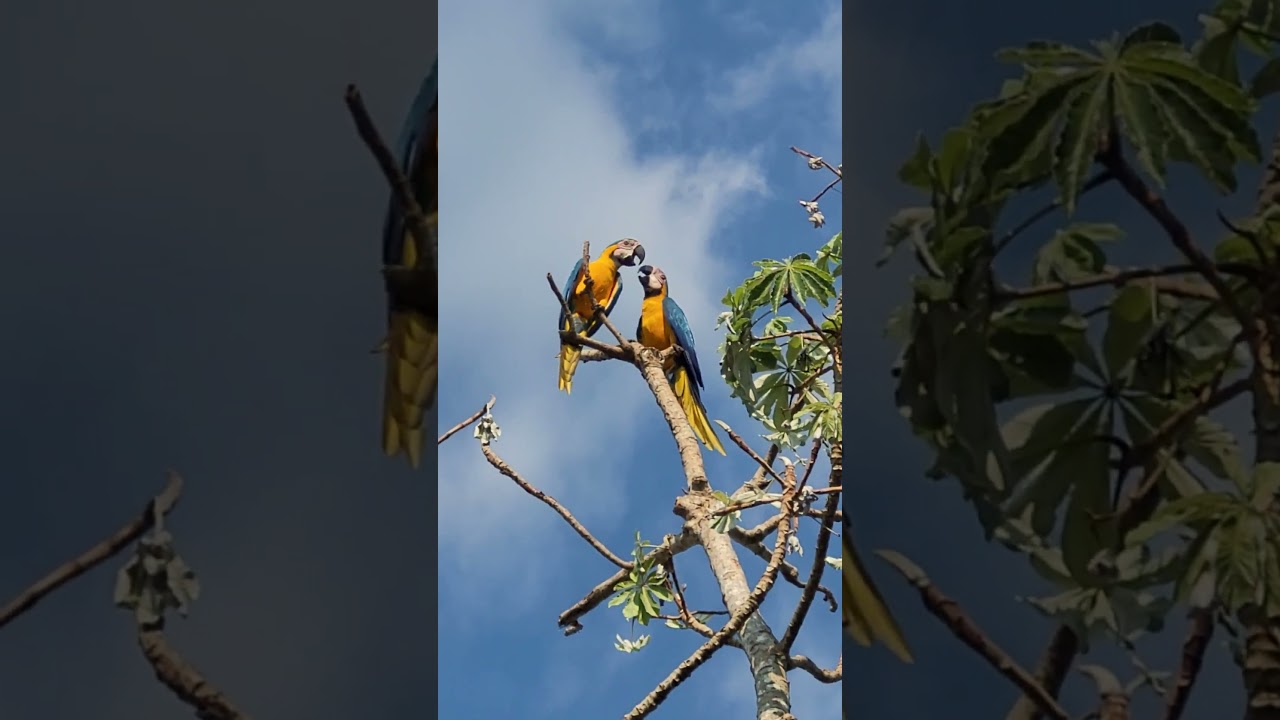 El beso del guacamayo Paraba barba azul,huacaráje Beni Bolívia