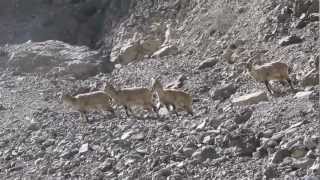 Bharal Blue Sheep By The Crystal Mountain Shey Gompa Dolpo Nepal