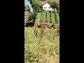 Spalio tri dunuma zasada maline zbog niske otkupne cijene