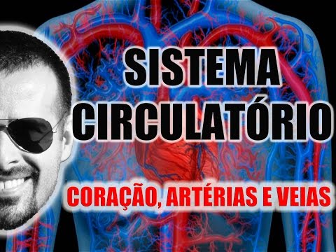 Vídeo: As artérias fazem parte do sistema respiratório?