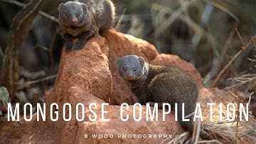Kruger National Park Mongoose Compilation 📽