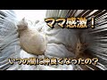 ママ感激！君たちはいつの間に・・・