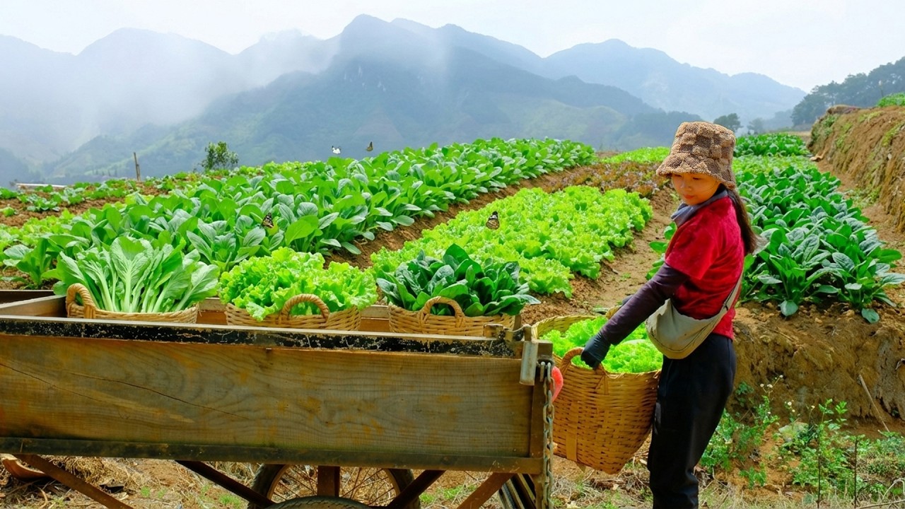 arvest A Cart Of Fresh Vegetables – Choy Sum, Lettuce, Spinach – Sell At The Market And Replant
