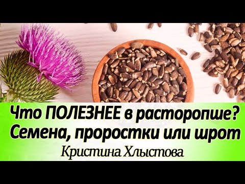 Расторопша и ее свойства. Что полезнее? Семена, проростки или шрот расторопши?